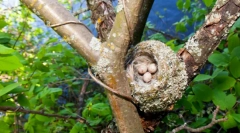 Finch (фото): маленька пташка-талісман сімейне щастя